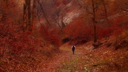 Autumn red forest 