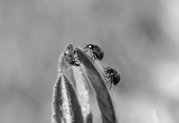  LADYBIRD COMPETITION 