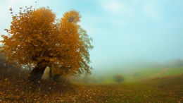 Autumn fog 