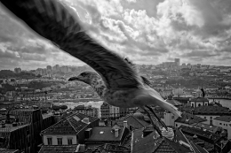 Gaivota - Porto 