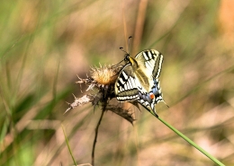 PAPÍLIO MACHAON 