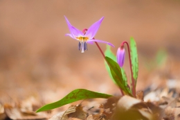 Spring wild flower 