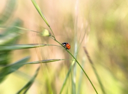 LADYBUG 