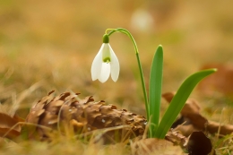 Snowdrop 