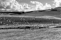 FLAT LANDS OF ALENTEJO 