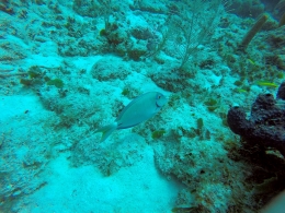 Peixe Cirurgião ( o doutor dos corais) 