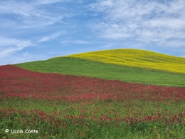 I colori della primavera sicula... 