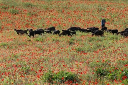 IN A POPPY GARDEN 