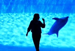 Dancing with dolphin 