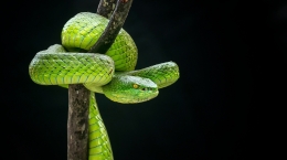 The Green Viper 