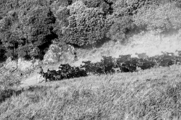 FLOCK IN THE TRAIL 