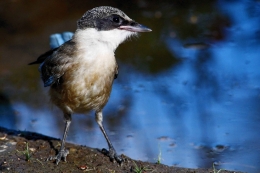 Pega-azul 