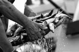 PENICHE SARDINES 