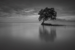 The last tree 