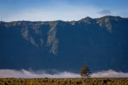 The Tree Against The Mountain 