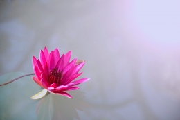 Water lily 