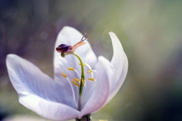 On Top of A Flower 