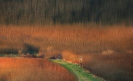 Evening sun on the windy wicker field 