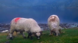 Mountain sheep 