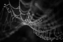 Diagonal in morning dew (BW) 