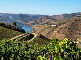 As Vinhas e o Douro 