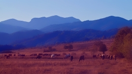 Sunset with cows 