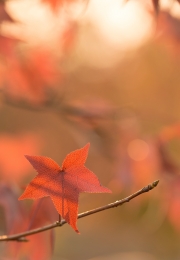 Autumn leaves 