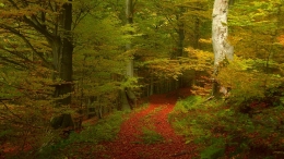 Autumn forest 