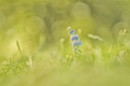 Summer wild flower 