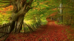 Autumn mountain forest 