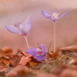 Autumn wild flowers 