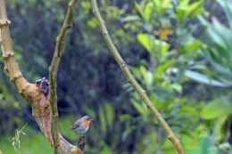 Também eles não gostam de chuva! 