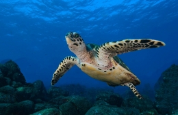 Green turtle 