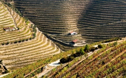 DOURO VINEYARDS 