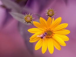 Autumn flower 