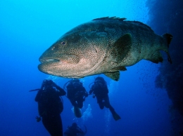 Goliath Grouper  