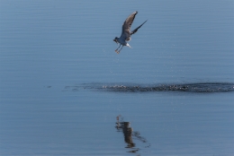 SEAGULL IN ACTION 