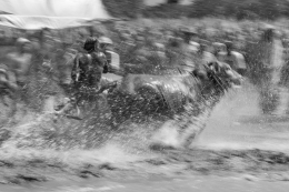 sapi brujul (cow race) 