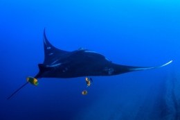 Manta Ray 