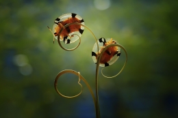 Glasses Ladybug 