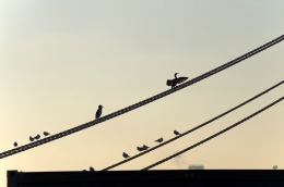 on the Ropes  ( sulle cime ) 