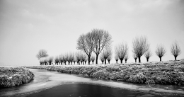 trees on a cold morning 