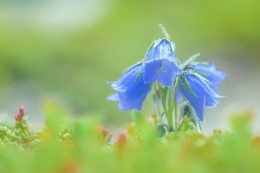 Mountain wild flowers 