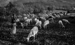 SHEPHERD WITH PRIDE ON HIS FLOCK 