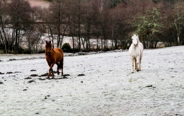 FROZEN FIELDS 