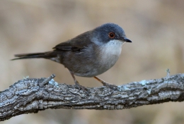 Toutinegra-de-cabeça-preta 