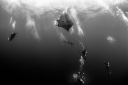 Manta à vista 