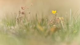 Autumn wild flower 