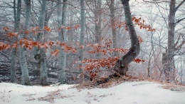 Winter landscape 