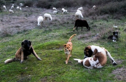 SHEPHERD DOGS  